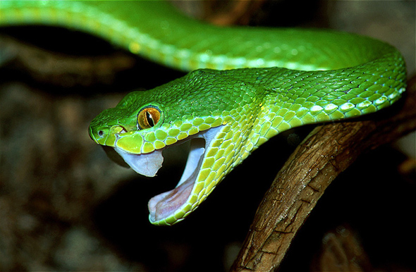 Temple Viper