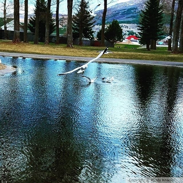 birds