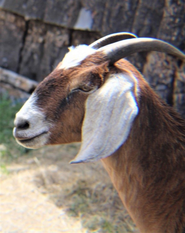 Goat