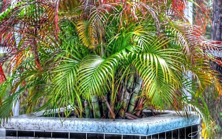 Palm Leaves 2 sm