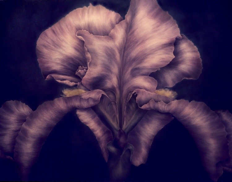 Iris