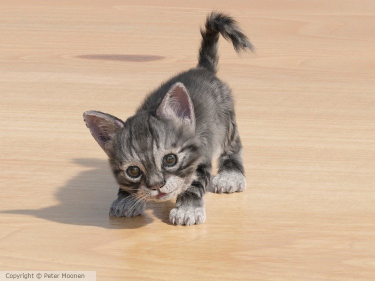 Kitten