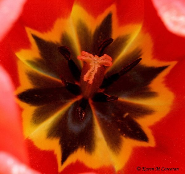 Center of a Tulip