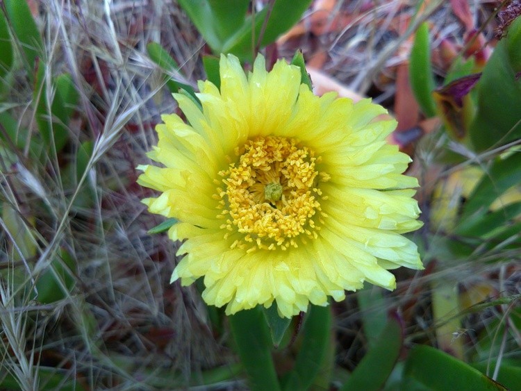 DSCF0006