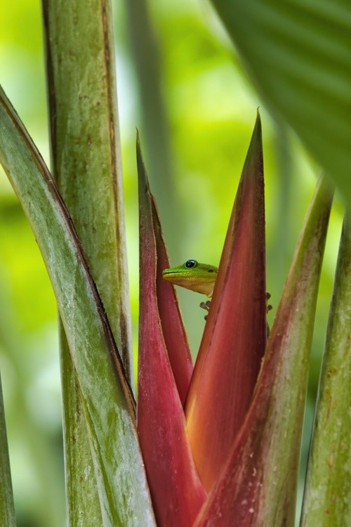 Tasty Nectar