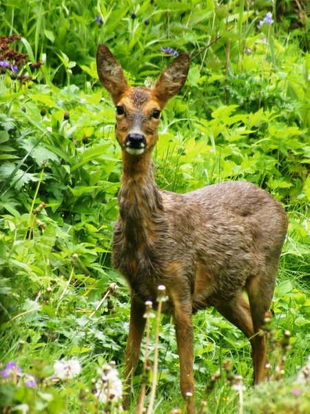 Morning Visitor