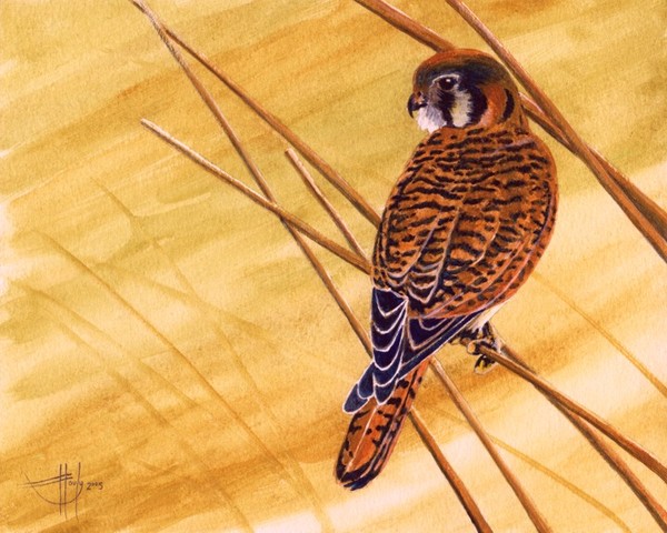 Looking For Lunch - Kestrel
