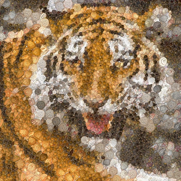 Tiger Shells