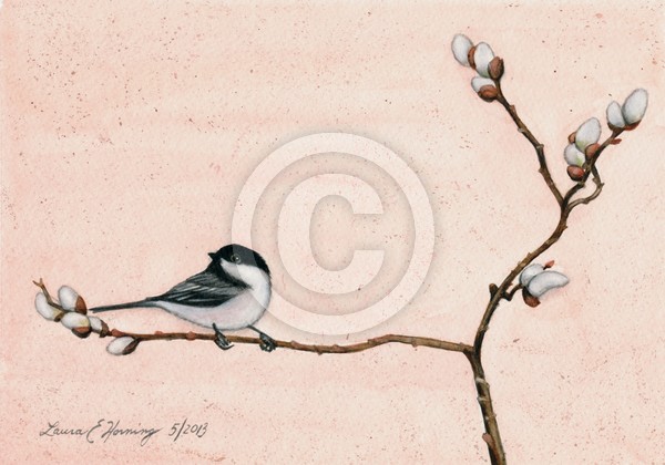chickadee on pussywillow