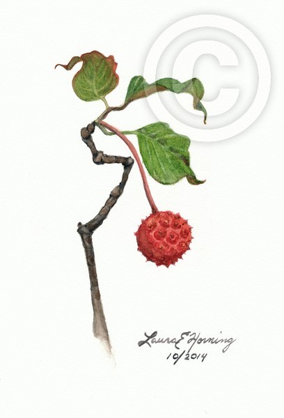 Dogwood Fruit, 2014