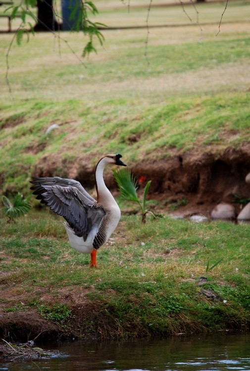 Wildlife at El Dorado Park2