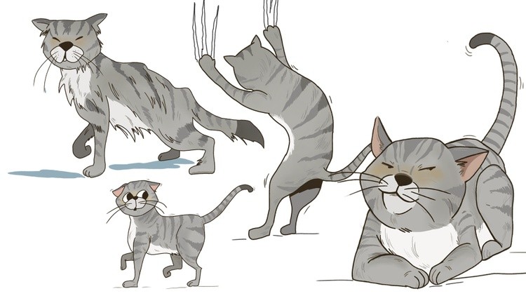 CAT POSE