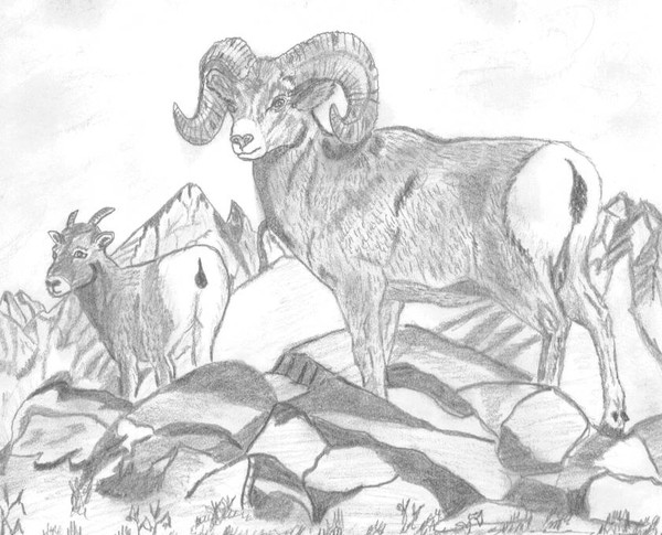 Rams on mountainside