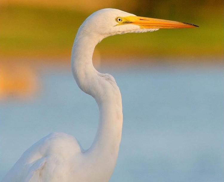 GreatEgret1