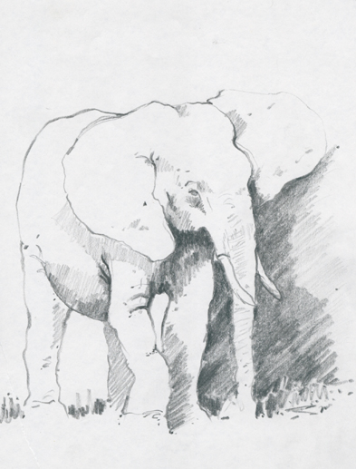 elephant