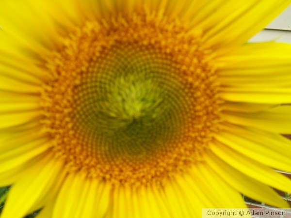 Sunflower Summer