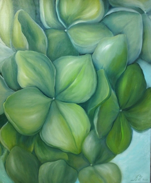 Hydrangea