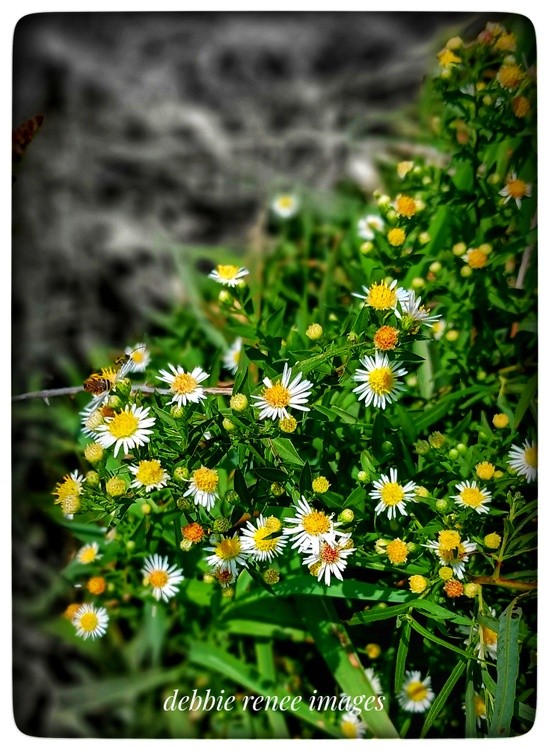 Honey bee