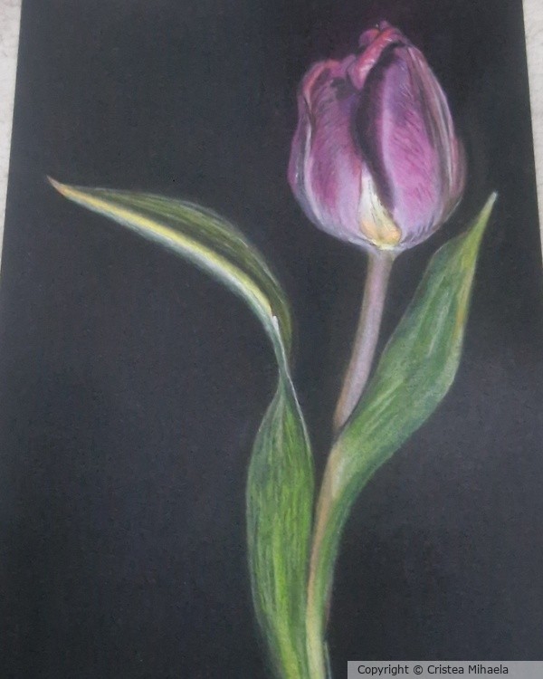 TULIP