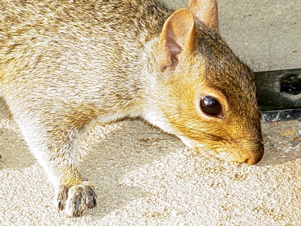 Squirrel closeup