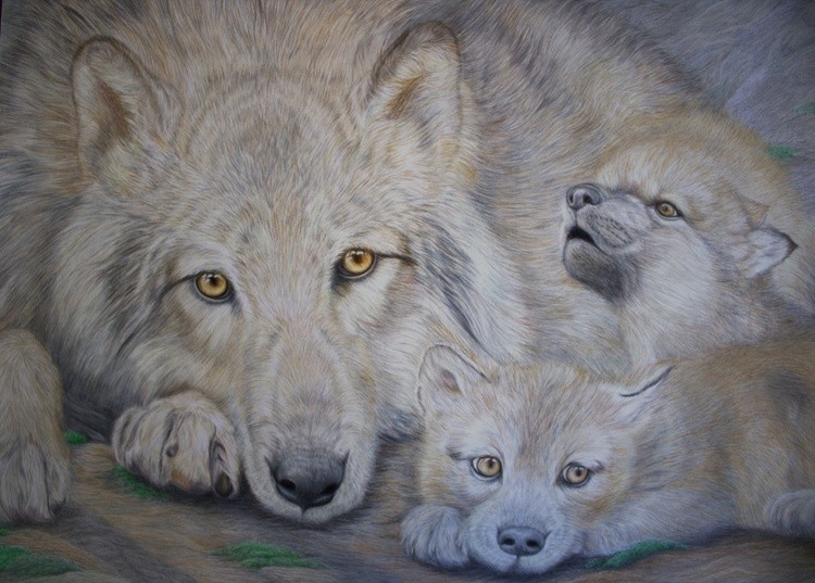 Wolf Pup Serenades Her Family
