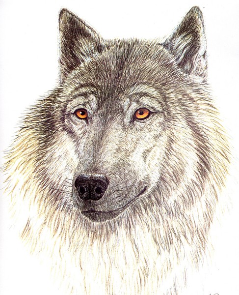 Black Wolf