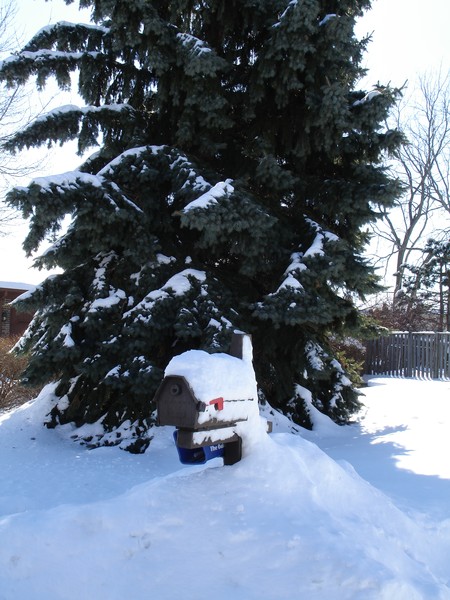 Snowy Day
