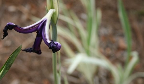 Velvet Iris - Withered