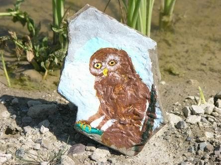Baby Owl