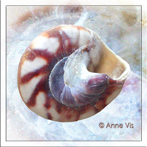 Treasures of the Ocean (15)