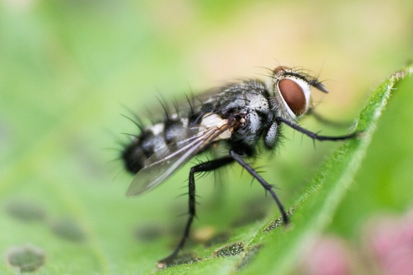 Red Eye