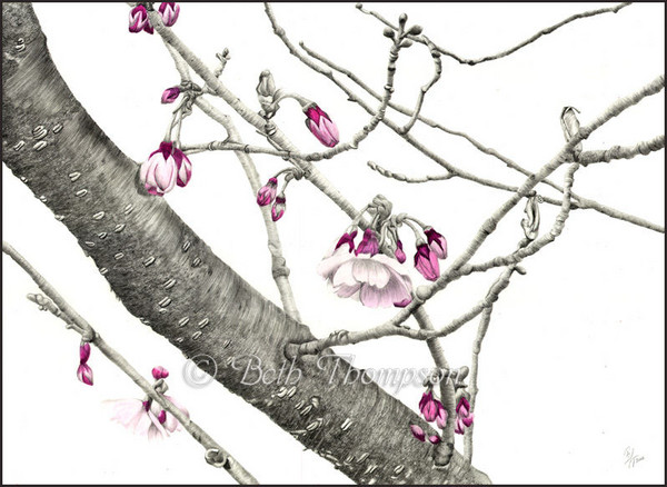 April Blossoms