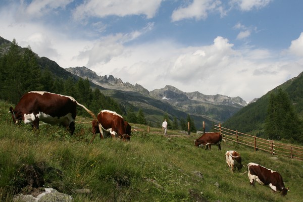 Postcard from Aurina Valley