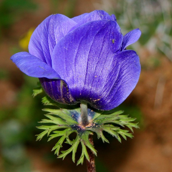 Anemone, so well named of the wind...
