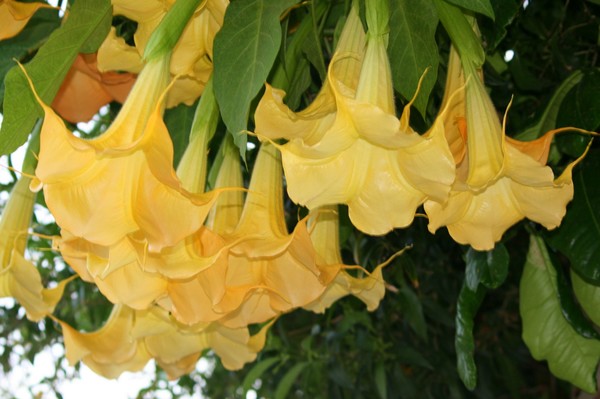 Angel's Trumpet