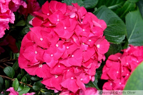 Fuchsia Hydrangea 