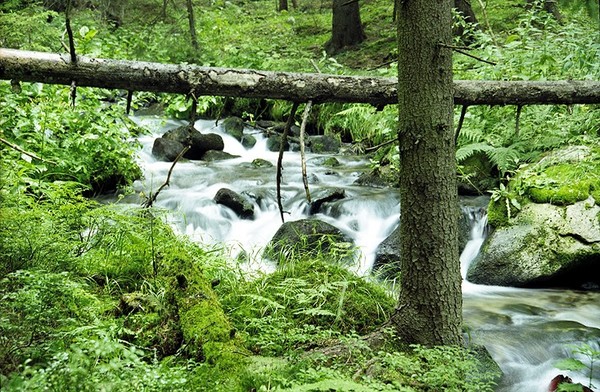 Forest Creek