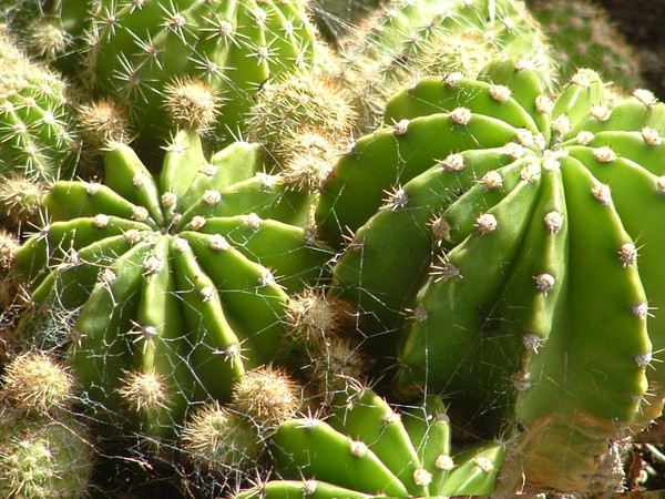 Cactus