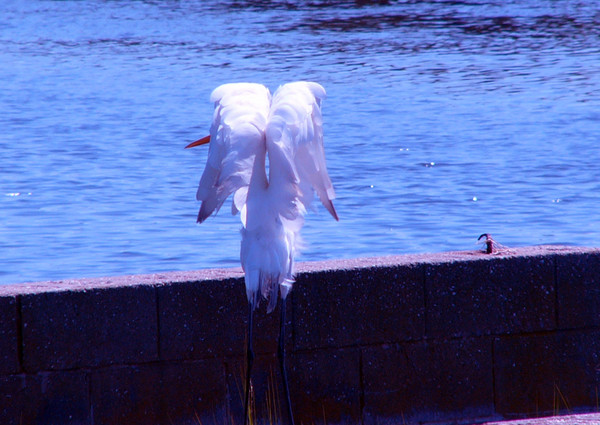 A WINGED ANGEL 