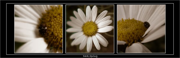 Dark Spring