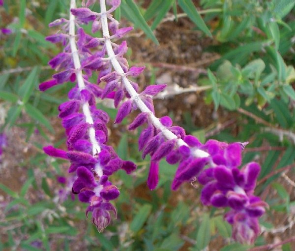 Salvia