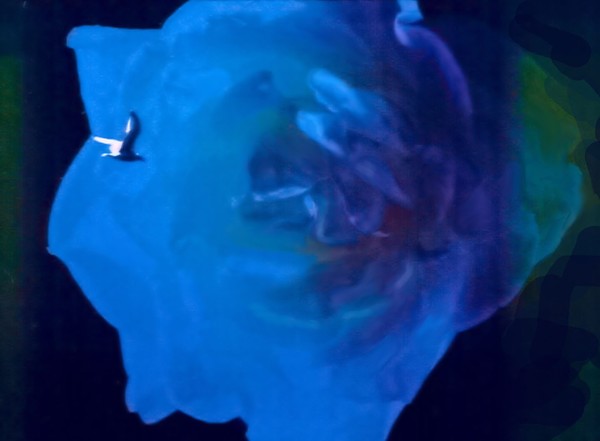 blue rose for a blue lady
