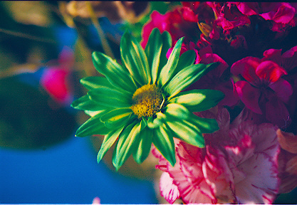 Green Daisy