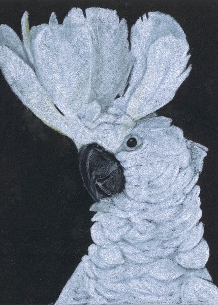 Sophie - Umbrella Cockatoo