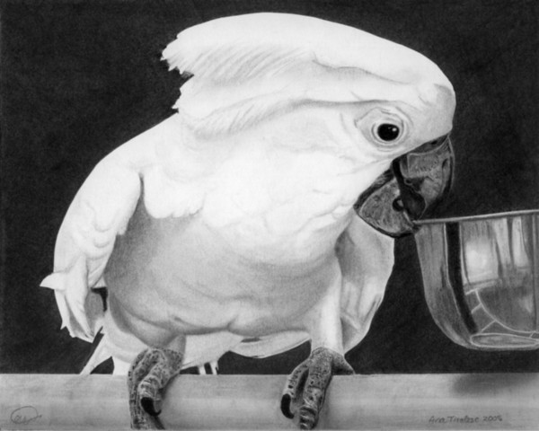 Loredana's Cockatoo