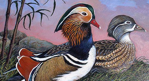 Mandarin Ducks of Love