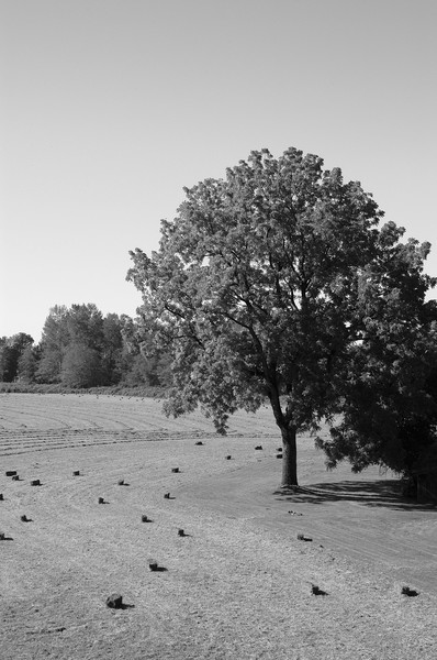 Wind-rows, bales and Tree