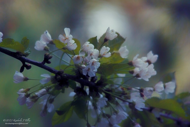 Cherry Tree P2026 