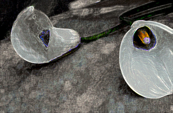 Cala Lily