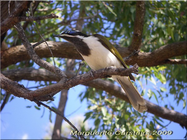 Honey Eater